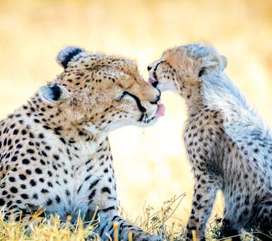 Luxury Tanzania Safari in Tarangire National Park
